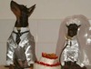 ドッグカフェが「愛犬の結婚式」を挙式 〜TEPCOひかり回線でライブ配信敢行！