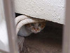 “隙間”に隠れた可愛い猫の写真を集めたコンテスト