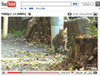 YouTube、4段階の画質で動画再生が可能に
