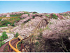 お花見+アトラクションが楽しい! 期間限定の“お花見遊園地”