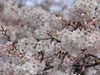 東京で桜開花！満開は来週に？