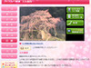 北上中の桜前線を追え〜24時間ライブ映像で桜の今をチェック