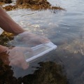 iPhone5防水ハードケース(200-PDA110W）、水深がちょっと深いと撮影不可に、う～ん、ダメですね。