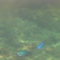 青い魚もいたが、すぐに離れてしまい、キレイに撮影することはできなかった(INFOBAR A02)