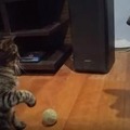 【動画】犬がボールを取ろうとすると猫が……