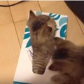 【動画】ティッシュ箱が好きな子猫、中には……
