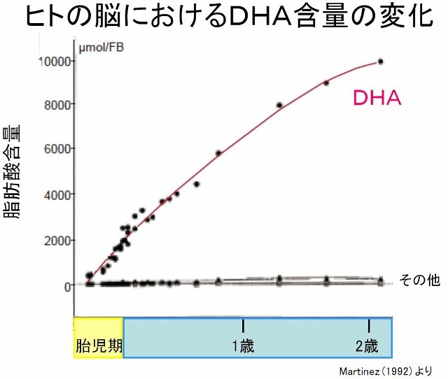 ヒトの脳におけるDHA含量の変化