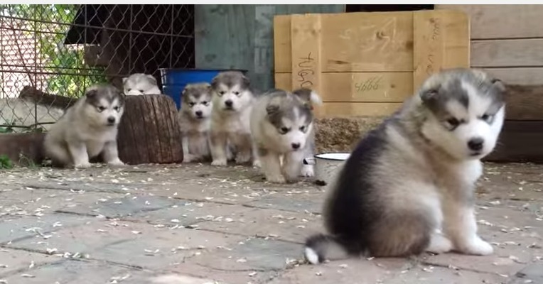 【動画】かわいさテンコ盛り！マラミュートの子犬たち