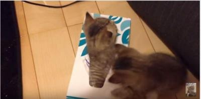 【動画】ティッシュ箱が好きな子猫、中には……