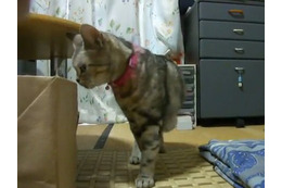 【コンパクトデジカメで猫動画 Vol.5】フルハイビジョンの猫（その2） 画像