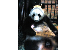 パンダの赤ちゃん死亡 画像
