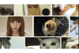 しょこたんも猫メイクで出演！　“世界一、猫が登場するミュージックビデオ”公開 画像