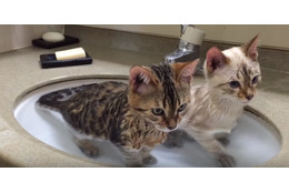 【動画】こうみえて2匹仲良く入浴中！ 画像