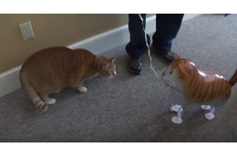 【動画】ネコ vs ネコ風船、その決着は？ 画像