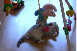 【動画】赤ちゃん用のおもちゃで遊ぶ子猫が可愛すぎる！ 画像