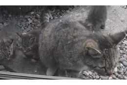 【動画】近所に猫一家が引っ越してきた 画像