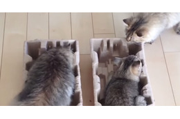 【動画】やっぱりネコは箱が好き 画像