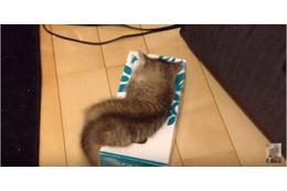 【動画】ティッシュ箱が好きな子猫、中には…… 画像