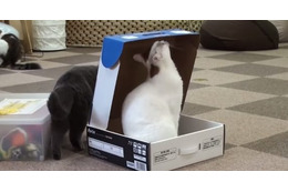 【動画】事件か事故か…？箱であそんでいたネコさんが…… 画像
