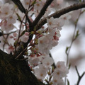 都内の桜（2010年）