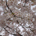昨年の都内の桜
