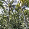 熱帯雨林