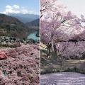 2位に桜で有名な長野県伊那市の「高遠城址公園」