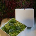 小サイズのギフトボックスも用意。花は珍しい緑色に染めた