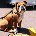 愛犬の健康管理が難しい、猛暑日が続く季節が到来-(c)Getty Images