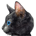 ヒグチユウコが描いた「メラントリック ヘムライト」の黒猫