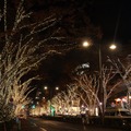 東京・表参道でイルミネーション点灯開始
