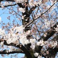 千鳥ヶ淵緑道の桜