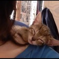 【動画】ずり落ちそう！肩の上でスヤスヤ眠るニャンコ