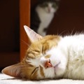 【動画】気持ちよく寝ている猫！背後から刺客が