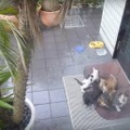 【動画】無邪気な野良猫の親子を窓からコッソリ撮影！