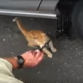 何としても阻止！車の修理を邪魔する子猫ちゃん