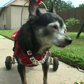 車椅子の犬「ウィリー」