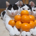 【動画】『みかんピラミッド』に全く動じない3匹の猫さんがすごい!!