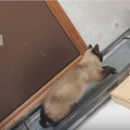 【動画】まるで人間！するするハシゴを降りるネコ