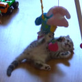 【動画】赤ちゃん用のおもちゃで遊ぶ子猫が可愛すぎる！