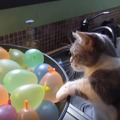 【動画】えっ!?どっかに消えた！割れた風船に驚く猫