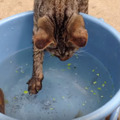 【動画】子猫がバケツの魚を捕獲するまで