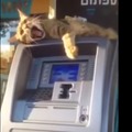【動画】ATMでお金をおろそうとしたら猫が……