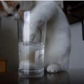 【動画】そこまでしてグラスの水を飲む？必死すぎる猫 画像