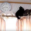 【動画】カーテンレールの上で大渋滞なネコたち
