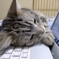 【動画】キーボードの上で寝る猫