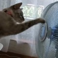 【動画】頭もくるくる！扇風機が気になる猫