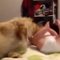 【動画】赤ちゃんと犬…猛烈スキンシップ