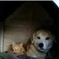 【動画】犬小屋に住み着く猫親子