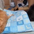 【動画】なぜ!? 座布団から落とされる猫